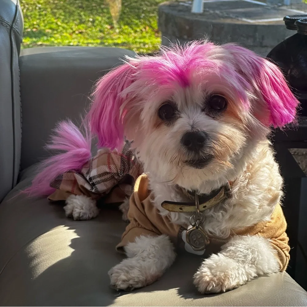 like for notification of my live show mystery bags Patricia Nash - Picture 2 of 5